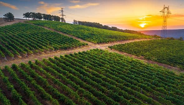 Aerial view of a vineyard with rows of grapevines under a sunset sky. - Olive Oil Times