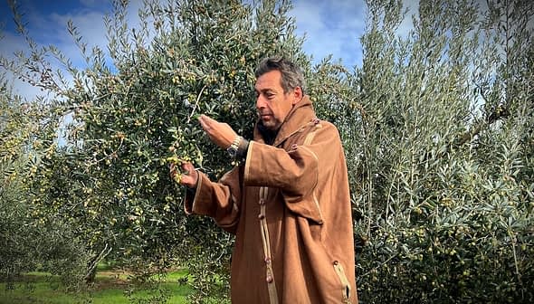 Man in a brown cloak harvesting olives from a tree in an olive grove. - Olive Oil Times