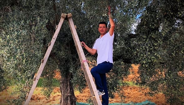 Man standing on a wooden ladder reaching for olives on an olive tree. - Olive Oil Times