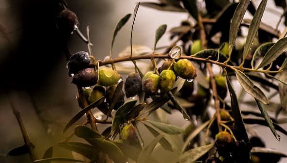 Close-up of an olive branch featuring green and black olives with water droplets. - Olive Oil Times