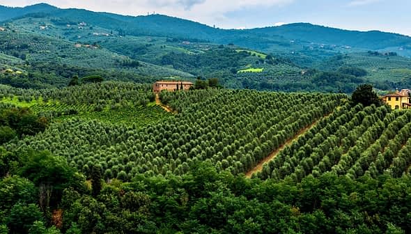 Expansive olive grove landscape in Tuscany with rolling hills and a farmhouse in the distance. - Olive Oil Times
