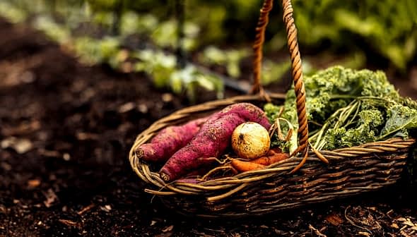 A woven basket containing sweet potatoes, carrots, and a yellow onion among leafy greens. - Olive Oil Times
