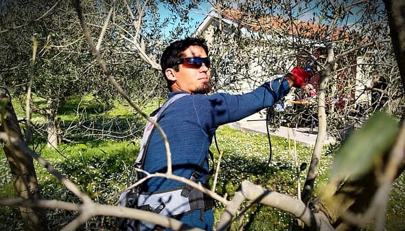 Individual wearing sunglasses and gloves pruning olive trees in a field. - Olive Oil Times