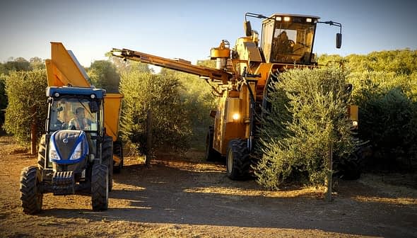 A yellow olive harvesting machine and a blue tractor in an olive grove during harvest season. - Olive Oil Times