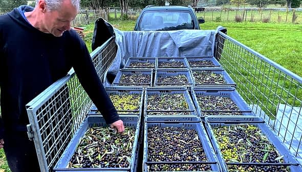 Man inspecting olives in large bins during an olive harvest. - Olive Oil Times