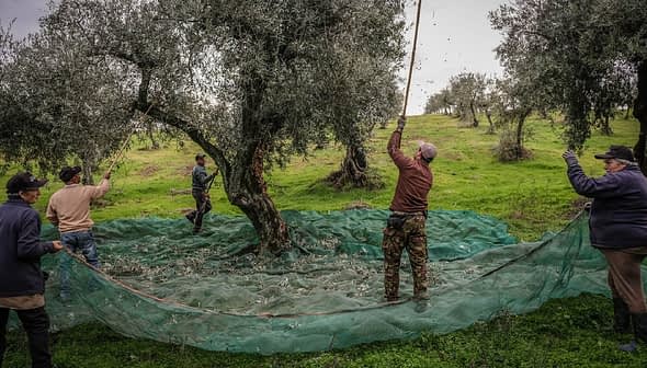 Workers harvesting olives from trees using long poles and nets on the ground. - Olive Oil Times