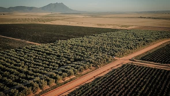 Aerial image showing an olive grove with rows of trees and a mountain in the background. - Olive Oil Times