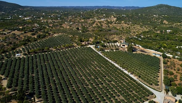 Aerial view of a large olive grove with neatly arranged trees in rows. - Olive Oil Times