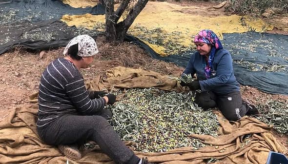 Two women sorting olives on a large cloth in an olive grove during harvest season. - Olive Oil Times