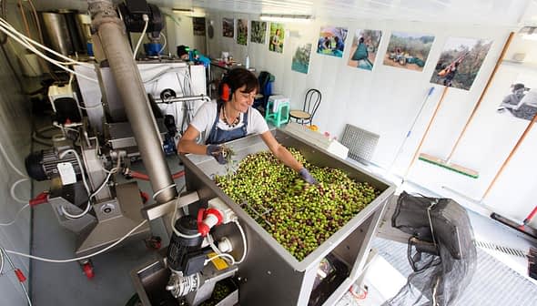 Worker sorting olives in a processing facility with machinery and equipment. - Olive Oil Times