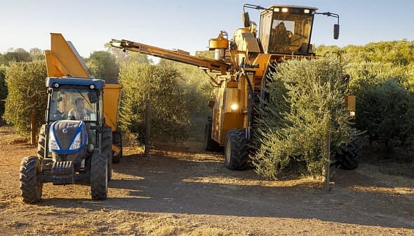 A tractor and a large harvesting machine working in an olive grove during the harvest season. - Olive Oil Times