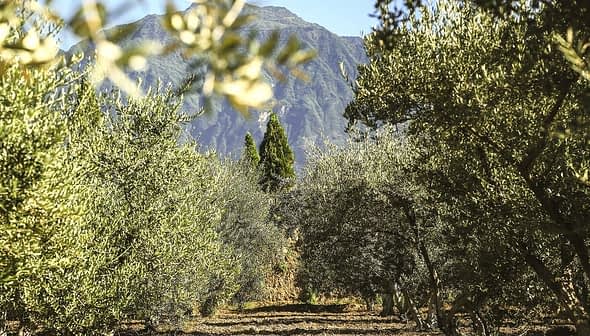 Olive trees arranged in rows with mountains in the background under clear blue skies. - Olive Oil Times
