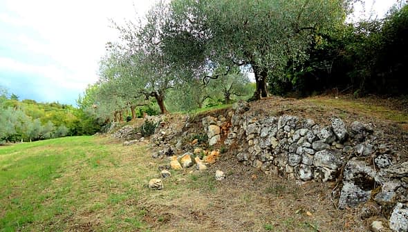 Abandoned olive grove featuring stone walls and olive trees in a natural setting. - Olive Oil Times