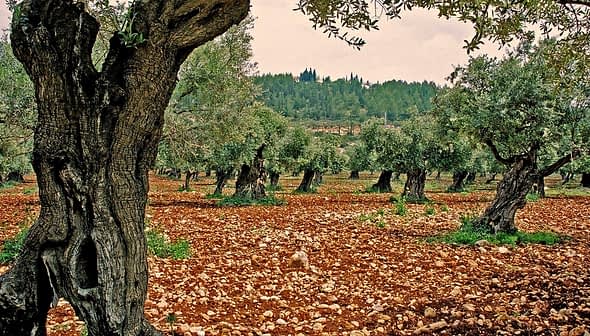 Mature olive trees in a grove with rocky soil and greenery in the background. - Olive Oil Times