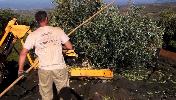 Man using a stick to harvest olives from a tree with machinery in the background. - Olive Oil Times