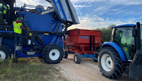 New Holland olive harvester unloading olives into a red trailer attached to a blue tractor. - Olive Oil Times