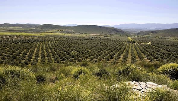 Expansive view of an olive grove with neatly arranged trees in rows across a hillside. - Olive Oil Times