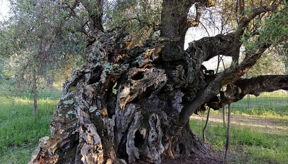 An ancient olive tree with a gnarled trunk and twisted branches in a grassy area. - Olive Oil Times