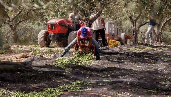 Worker collecting olives from the ground during the harvest at Mandranova farm. - Olive Oil Times