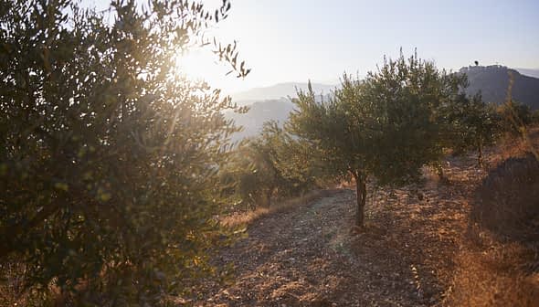 Olive trees on a hillside with sunlight shining through the leaves during sunset. - Olive Oil Times