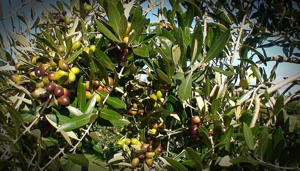 Olive tree branches displaying clusters of ripe and unripe olives among green leaves. - Olive Oil Times