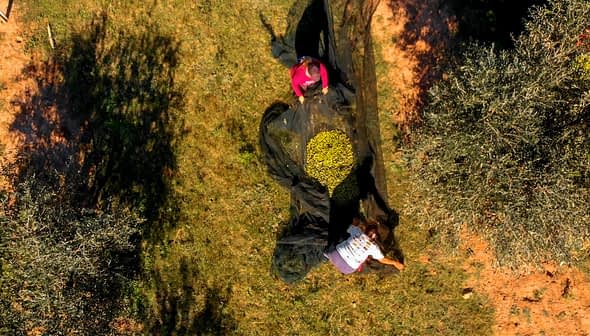Two individuals collecting olives using a black net in an olive grove. - Olive Oil Times
