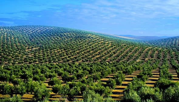 Expansive view of a hillside covered with rows of olive trees in a green landscape. - Olive Oil Times