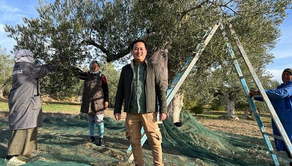 Three individuals engaged in olive harvesting under an olive tree with a ladder and netting. - Olive Oil Times