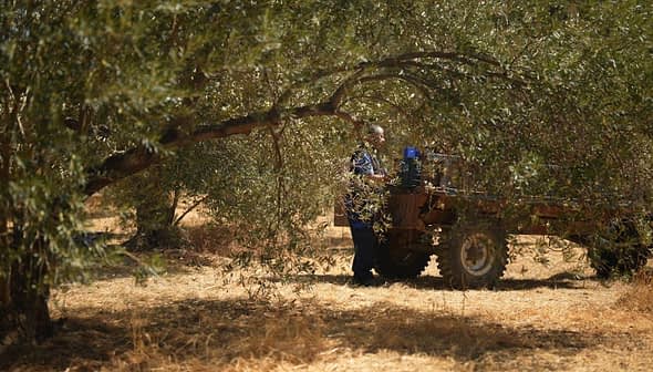 A person operating machinery among olive trees in a field during harvest season. - Olive Oil Times