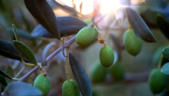 Close-up of green olive fruits growing on a branch with leaves in natural light. - Olive Oil Times