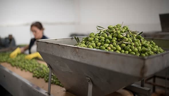 A large container filled with freshly harvested green olives in a processing facility. - Olive Oil Times