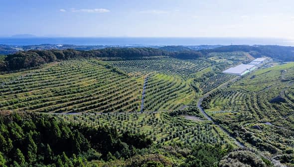 Aerial view of a large olive grove with neatly arranged trees and a distant coastline. - Olive Oil Times