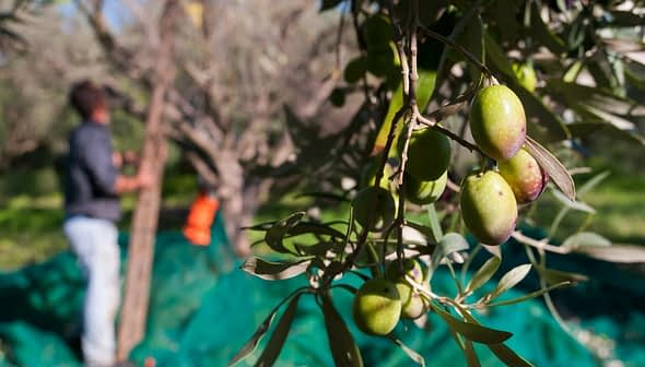 Olives on a branch with a person harvesting olives in the background. - Olive Oil Times