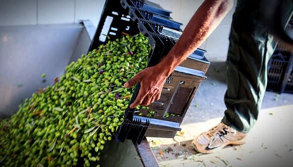 Person pouring freshly harvested green olives from a crate into a container. - Olive Oil Times