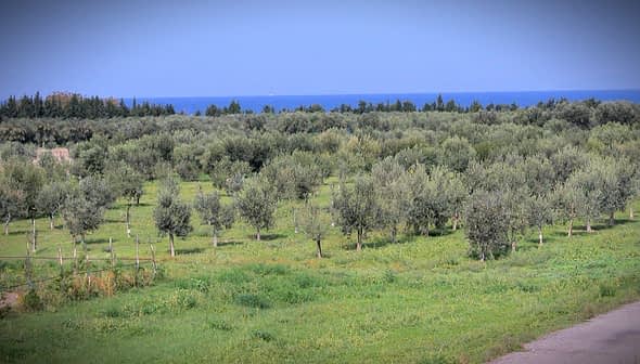 A landscape featuring an olive grove with numerous olive trees and a distant view of the sea. - Olive Oil Times