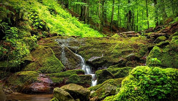 Small waterfall flowing over moss-covered rocks in a forested area. - Olive Oil Times