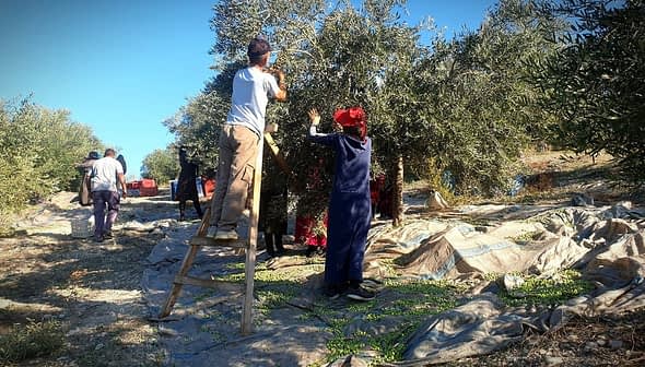 Workers harvesting olives from trees using ladders and nets in an olive grove. - Olive Oil Times