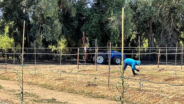 Individual in a blue hoodie tending to crops in a field with a tractor in the background. - Olive Oil Times