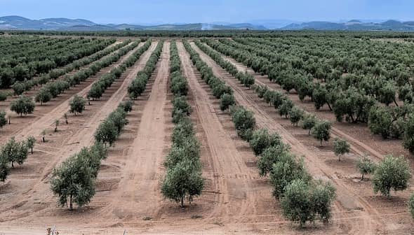 Aerial view of a neatly arranged olive tree plantation with rows of trees. - Olive Oil Times