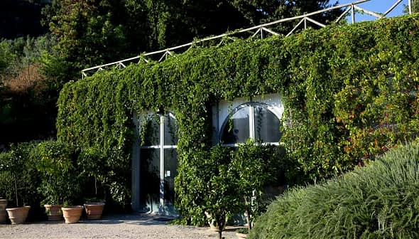 A building with large windows covered in lush green vines and plants. - Olive Oil Times