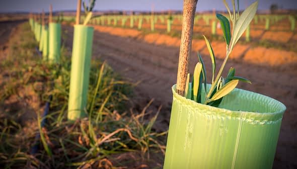 Young olive trees planted in green protective sleeves in a field. - Olive Oil Times