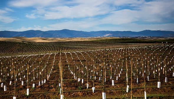 Vast vineyard landscape featuring rows of young vines with protective white covers in the soil. - Olive Oil Times