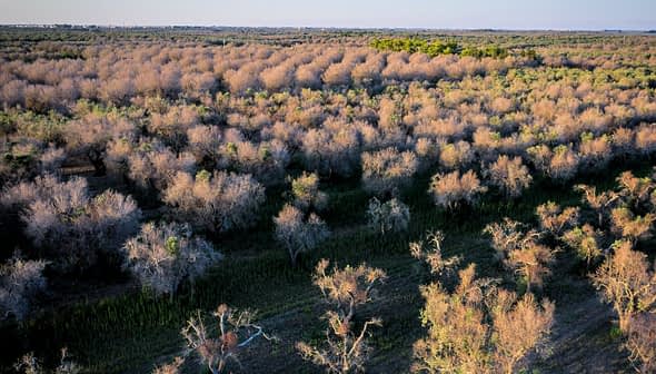 Aerial view of a forested area with a mix of trees, some appearing bare and others green. - Olive Oil Times
