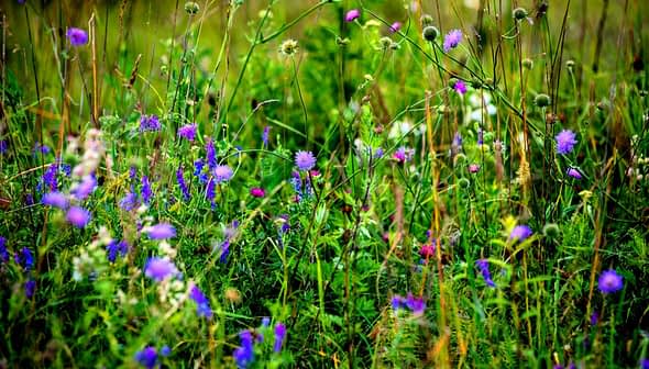 A vibrant meadow filled with various wildflowers in shades of purple and green. - Olive Oil Times