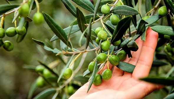 A hand gently touching an olive branch with unripe green olives and leaves. - Olive Oil Times