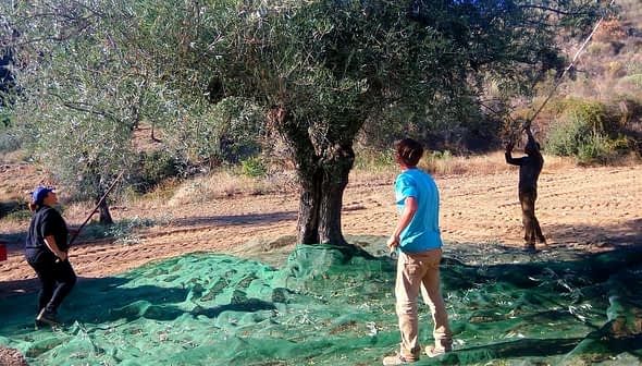 Three individuals harvesting olives from an olive tree using nets and sticks in a field. - Olive Oil Times