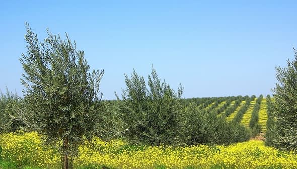 Olive trees growing in a field with yellow flowers in the foreground and rows of trees in the background. - Olive Oil Times