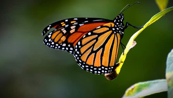 Close-up of a Monarch butterfly perched on a green leaf with vibrant orange and black wings. - Olive Oil Times