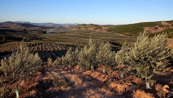 Expansive view of an olive grove with rows of olive trees on a hillside under a clear sky. - Olive Oil Times