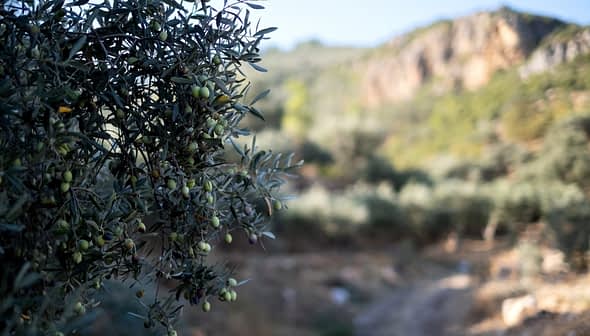 Close-up of an olive tree branch with unripe olives against a blurred background of olive groves. - Olive Oil Times